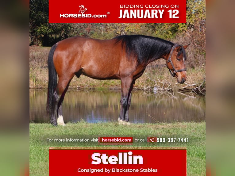 Meer warmbloeden Ruin 7 Jaar 160 cm Roodbruin in Howell