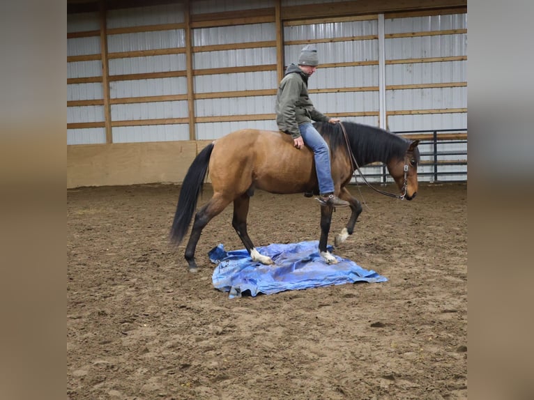 Meer warmbloeden Ruin 7 Jaar 160 cm Roodbruin in Howell