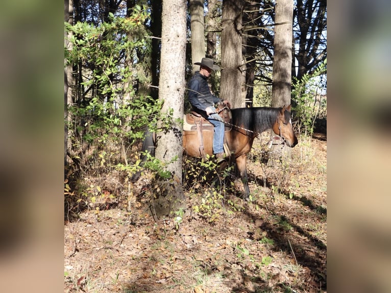 Meer warmbloeden Ruin 7 Jaar 160 cm Roodbruin in Howell