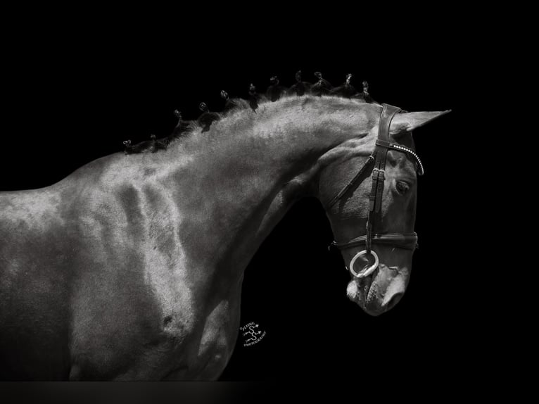 Meer warmbloeden Ruin 7 Jaar 160 cm Roodbruin in Fairbank IA