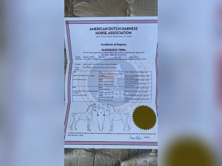 Meer warmbloeden Ruin 7 Jaar 160 cm Roodbruin in Fairbank IA