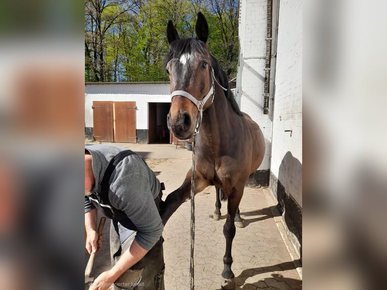 Meer warmbloeden Ruin 7 Jaar 162 cm Donkerbruin in Braunschweig