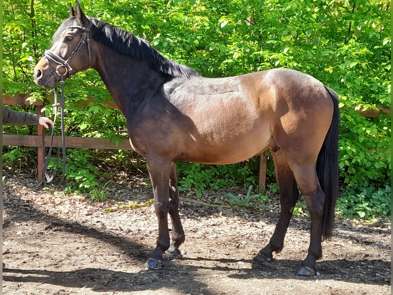 Meer warmbloeden Ruin 7 Jaar 162 cm Donkerbruin in Braunschweig