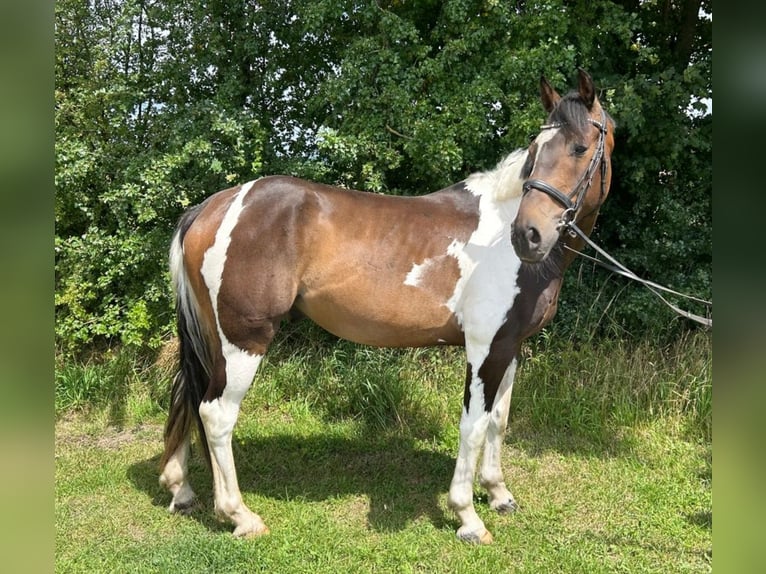 Meer warmbloeden Ruin 7 Jaar 162 cm Gevlekt-paard in Bad Laer