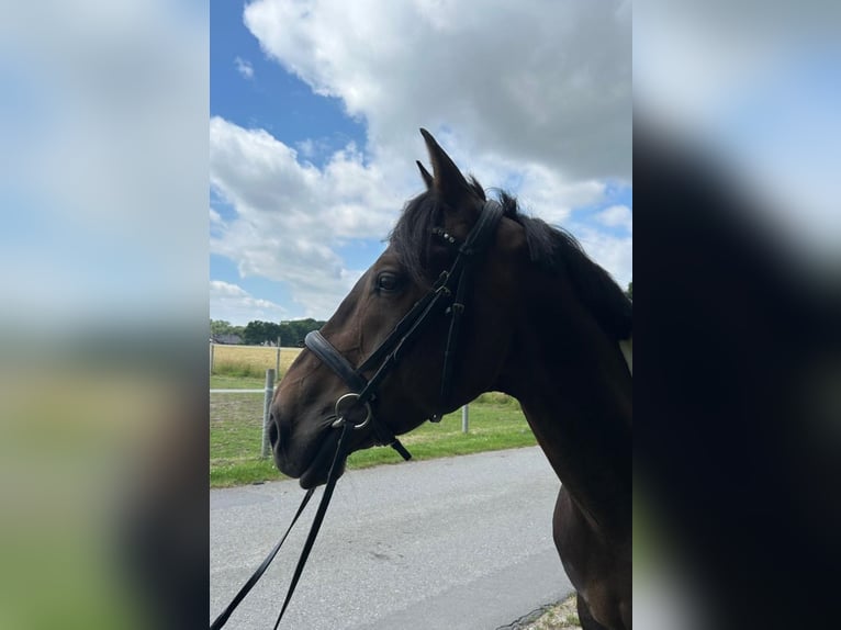 Meer warmbloeden Ruin 7 Jaar 162 cm Gevlekt-paard in Bad Laer