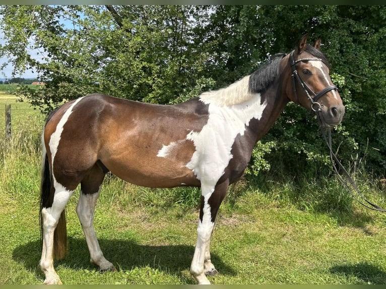 Meer warmbloeden Ruin 7 Jaar 162 cm Gevlekt-paard in Bad Laer