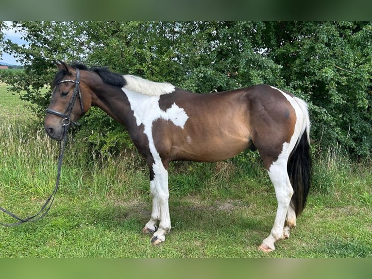 Meer warmbloeden Ruin 7 Jaar 162 cm Gevlekt-paard in Bad Laer
