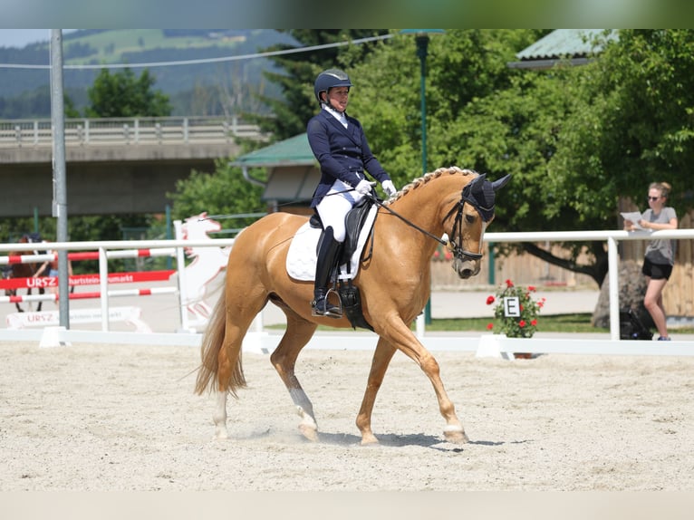 Meer warmbloeden Mix Ruin 7 Jaar 162 cm Palomino in Grossgmain