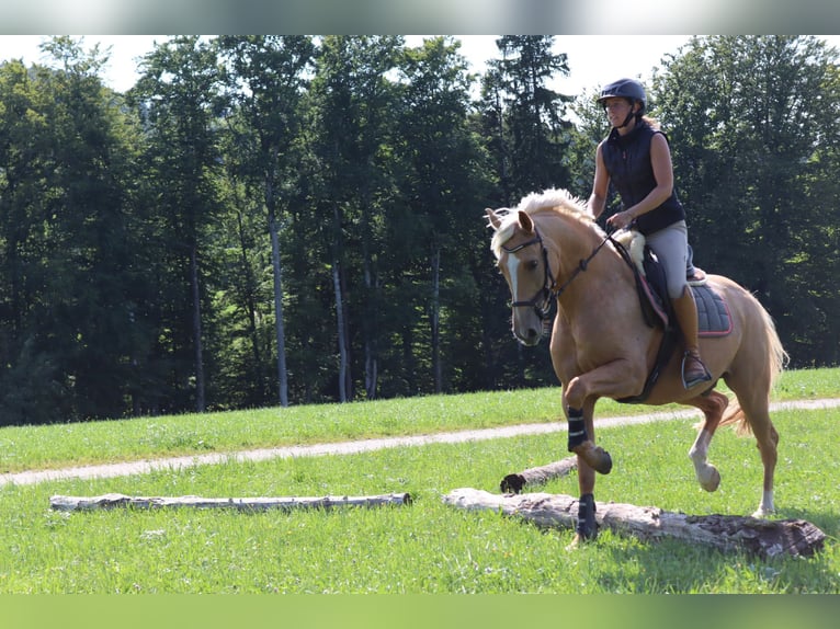 Meer warmbloeden Mix Ruin 7 Jaar 162 cm Palomino in Grossgmain