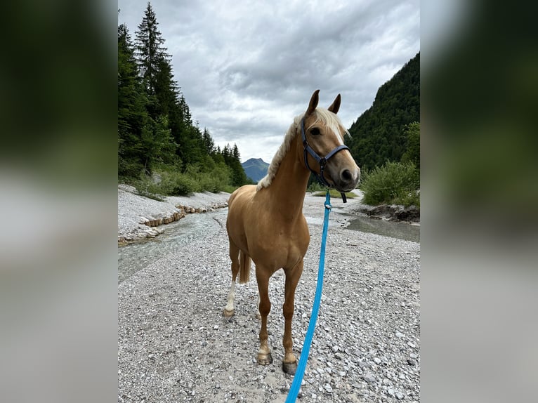 Meer warmbloeden Mix Ruin 7 Jaar 162 cm Palomino in Grossgmain