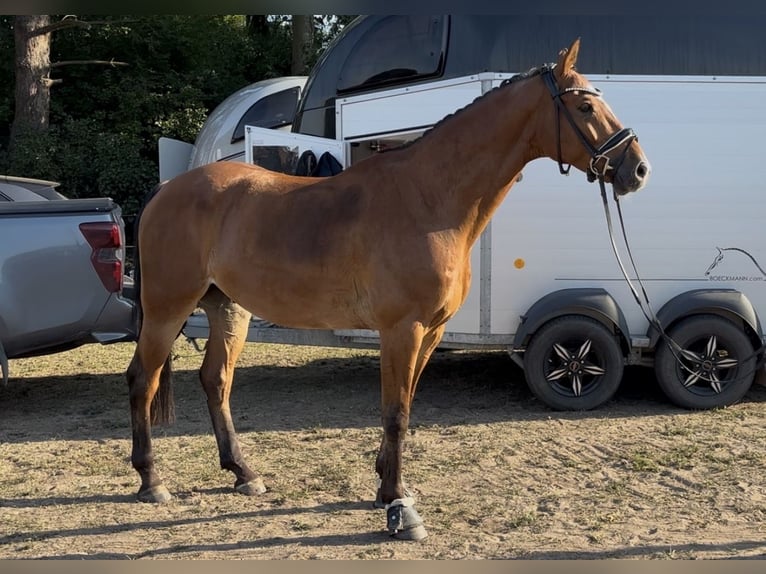 Meer warmbloeden Ruin 7 Jaar 163 cm Bruin in Lehrte