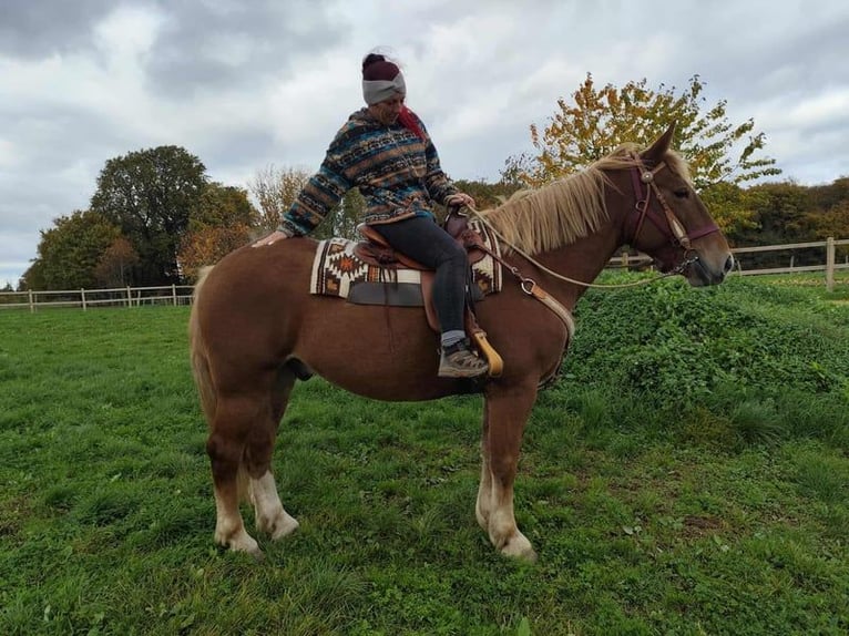 Meer warmbloeden Mix Ruin 7 Jaar 164 cm Donkere-vos in Linkenbach
