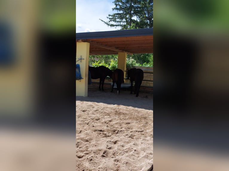Meer warmbloeden Ruin 7 Jaar 164 cm Zwart in Ollersdorf