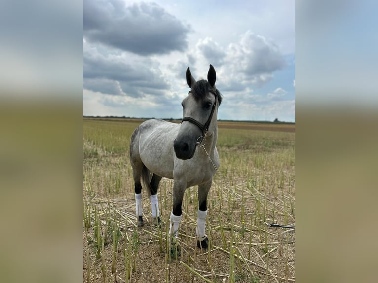 Meer warmbloeden Ruin 7 Jaar 165 cm Appelschimmel in Geilenkirchen