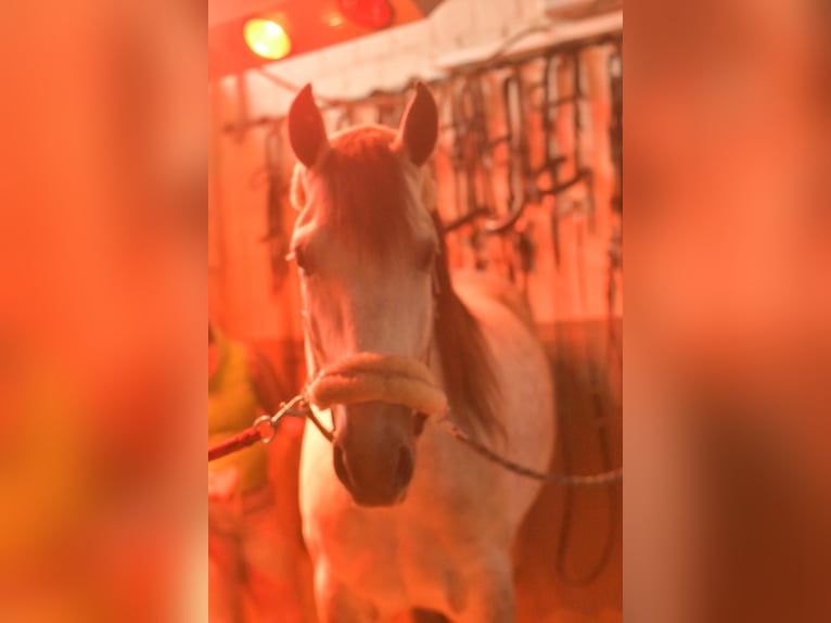 Meer warmbloeden Ruin 7 Jaar 165 cm Appelschimmel in Geilenkirchen