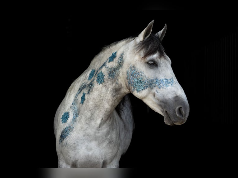 Meer warmbloeden Ruin 7 Jaar 165 cm Appelschimmel in Geilenkirchen