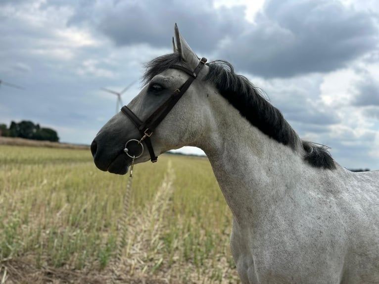 Meer warmbloeden Ruin 7 Jaar 165 cm Appelschimmel in Geilenkirchen