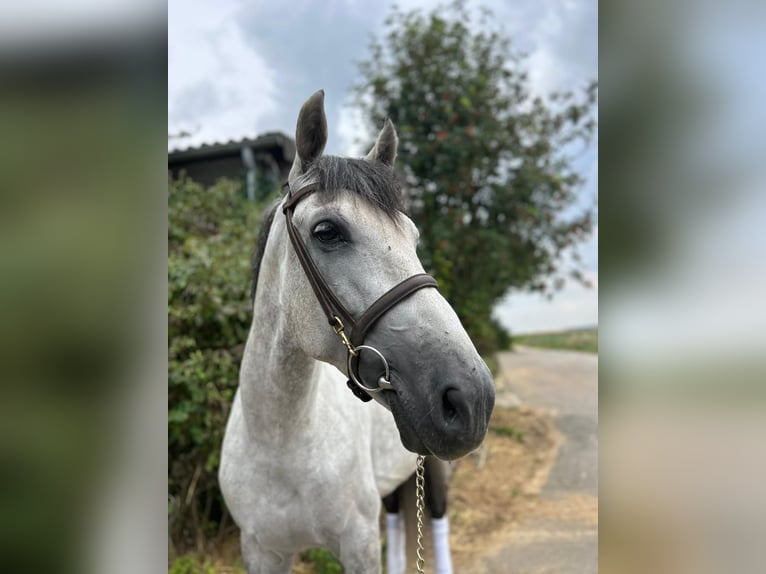 Meer warmbloeden Ruin 7 Jaar 165 cm Appelschimmel in Geilenkirchen