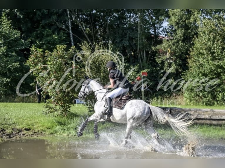 Meer warmbloeden Ruin 7 Jaar 165 cm Appelschimmel in Schemmerhofen