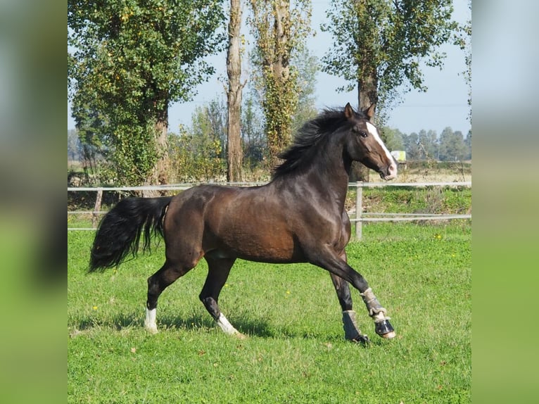 Meer warmbloeden Mix Ruin 7 Jaar 165 cm Roan-Bay in Besate