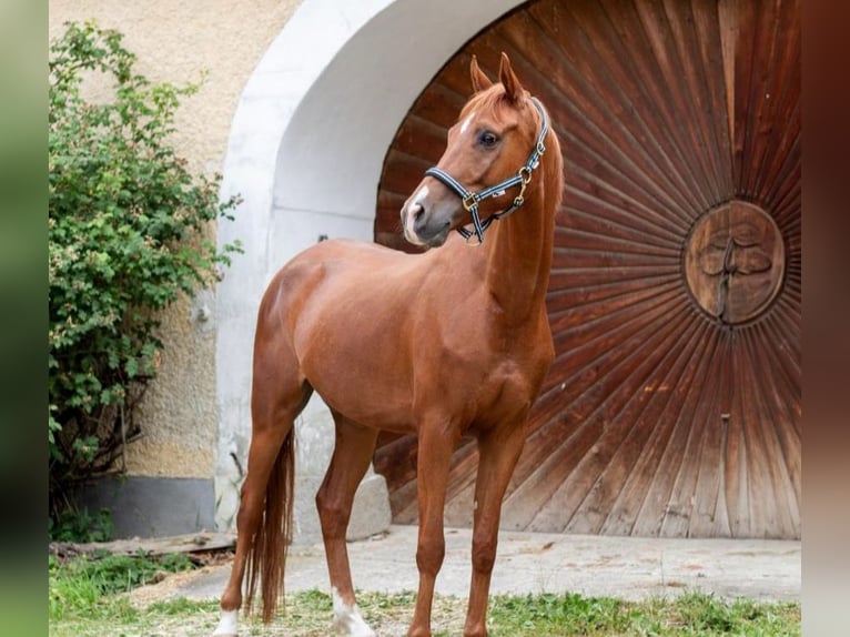 Meer warmbloeden Ruin 7 Jaar 165 cm Vos in Feldkirchen an der Donau