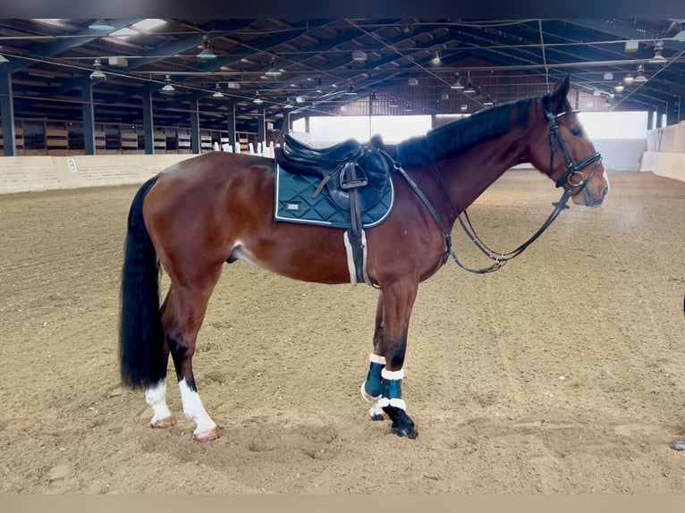 Meer warmbloeden Ruin 7 Jaar 166 cm Bruin in Pelmberg