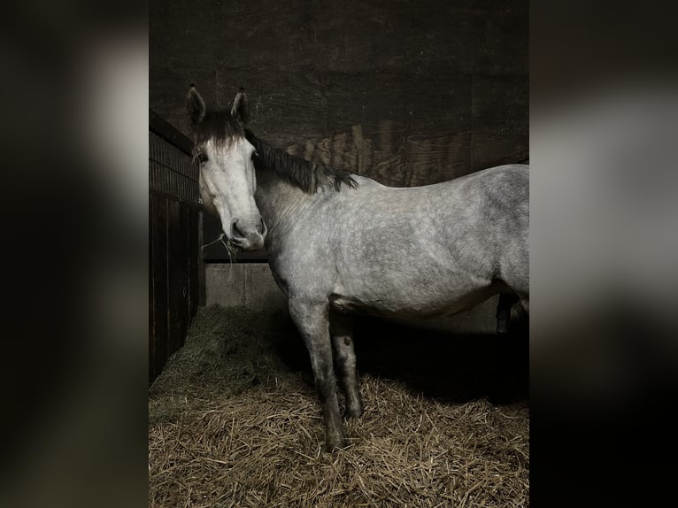 Meer warmbloeden Ruin 7 Jaar 170 cm Appelschimmel in Sulingen