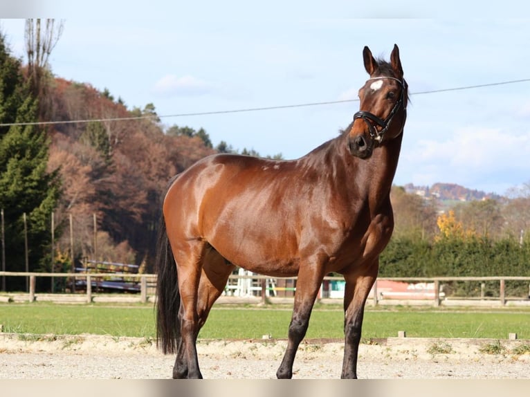 Meer warmbloeden Ruin 7 Jaar 170 cm Bruin in Tillmitsch