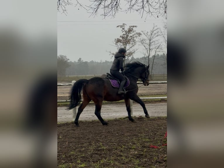 Meer warmbloeden Ruin 7 Jaar 170 cm Donkerbruin in POZNAŃ