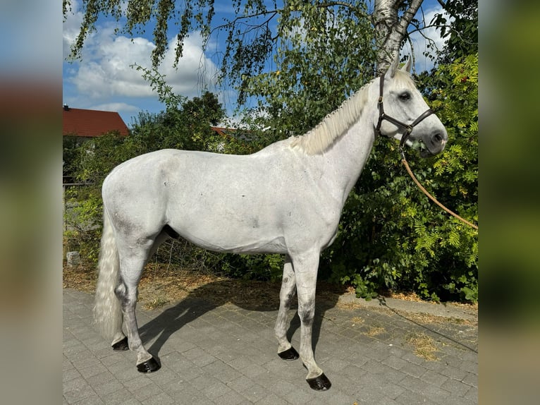 Meer warmbloeden Ruin 7 Jaar 170 cm Schimmel in Mindelheim