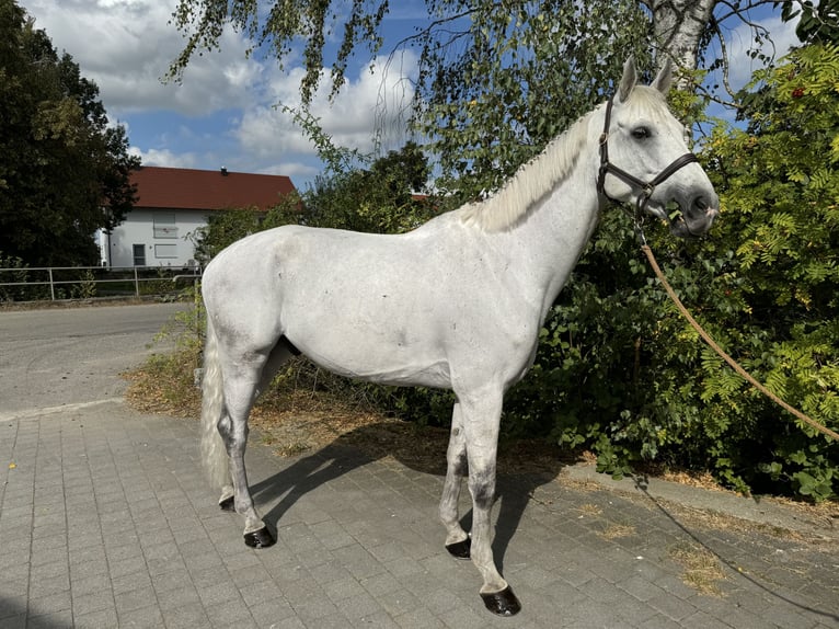 Meer warmbloeden Ruin 7 Jaar 170 cm Schimmel in Mindelheim