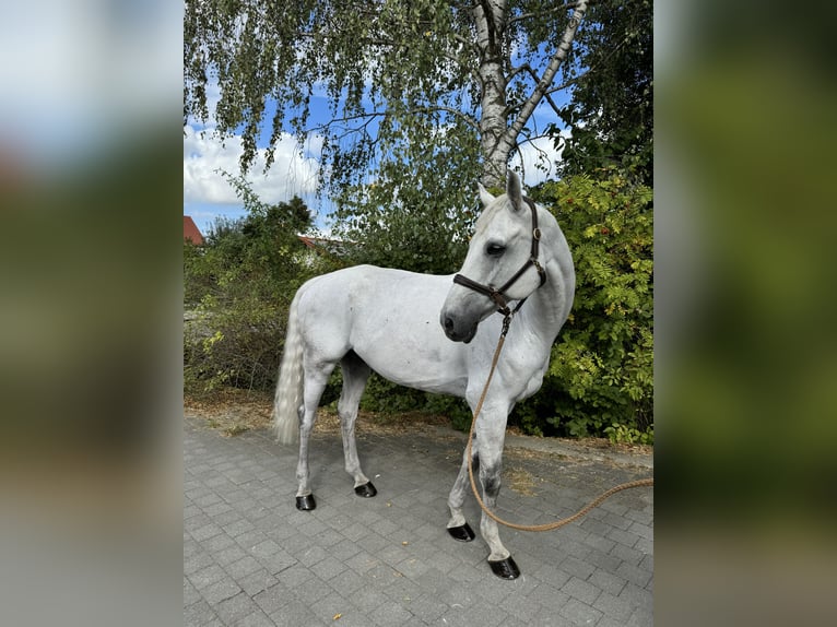 Meer warmbloeden Ruin 7 Jaar 170 cm Schimmel in Mindelheim