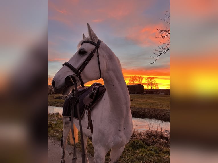 Meer warmbloeden Ruin 7 Jaar 170 cm Schimmel in Mindelheim