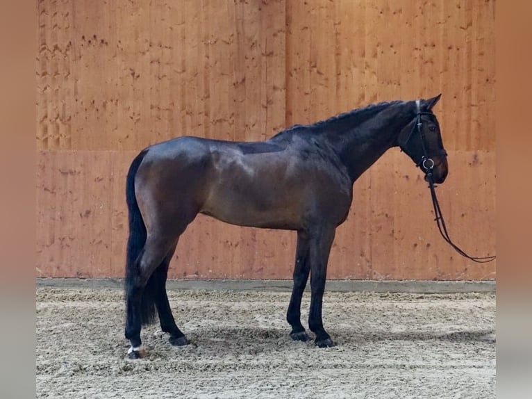 Meer warmbloeden Ruin 7 Jaar 174 cm Bruin in Schömberg