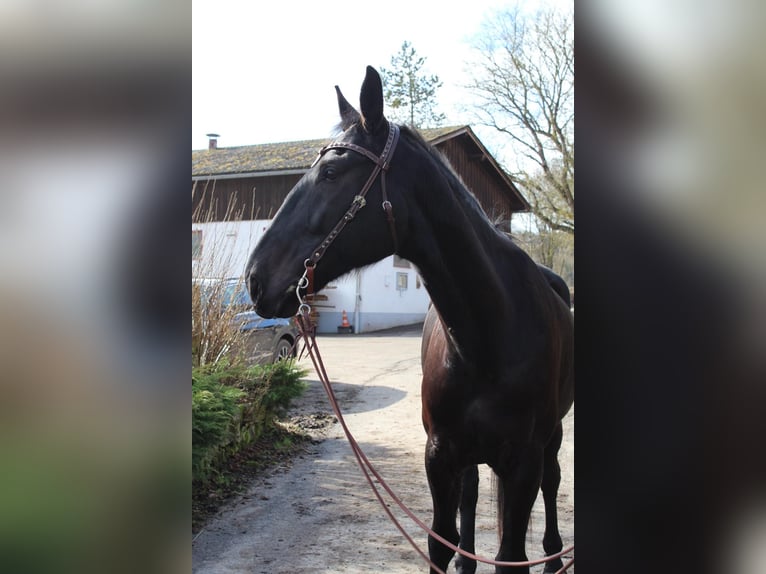 Meer warmbloeden Ruin 7 Jaar 175 cm Zwartbruin in Reiskirchen