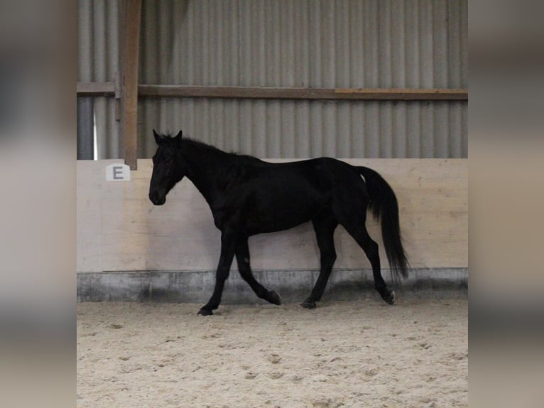 Meer warmbloeden Ruin 7 Jaar 175 cm Zwartbruin in Reiskirchen