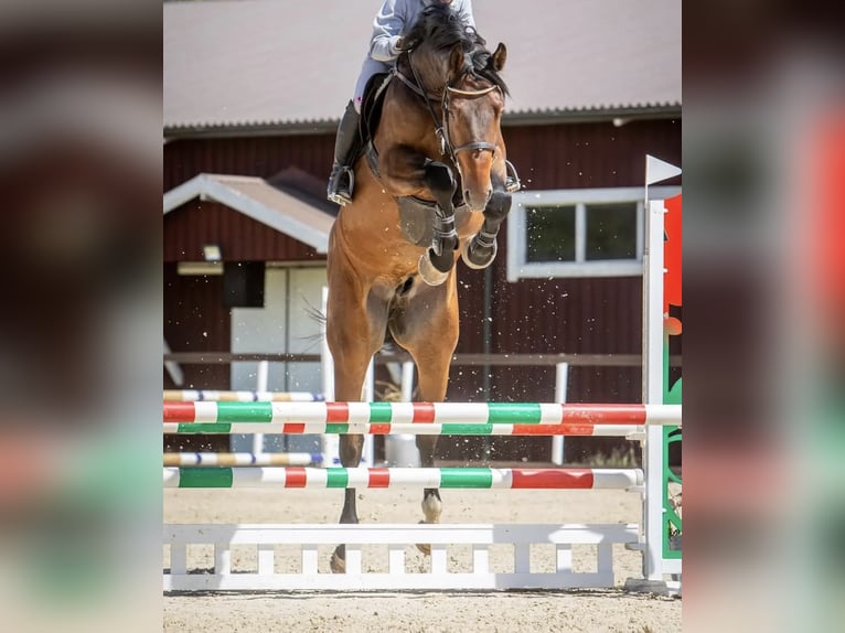 Meer warmbloeden Ruin 7 Jaar 177 cm Donkerbruin in Kangasala