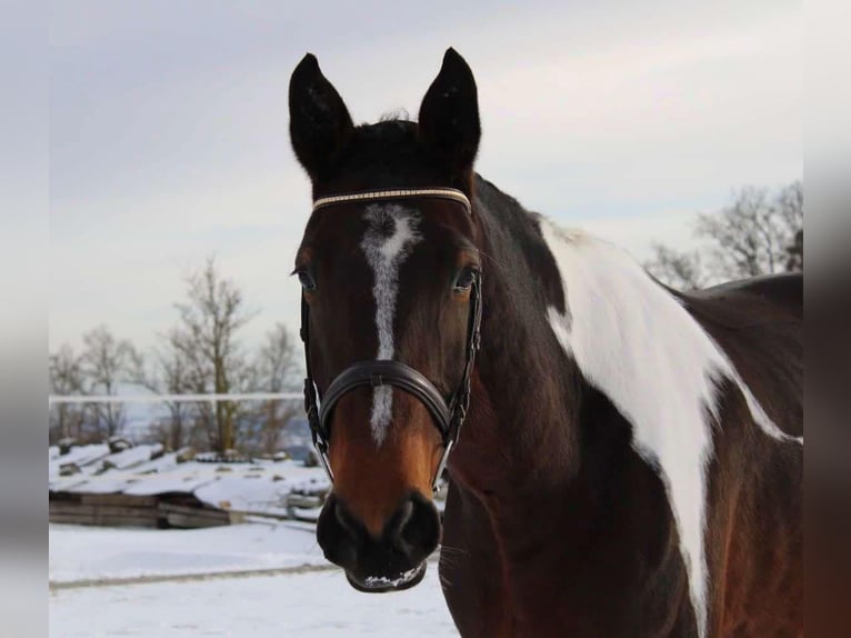 Meer warmbloeden Ruin 7 Jaar 178 cm Gevlekt-paard in Ligist
