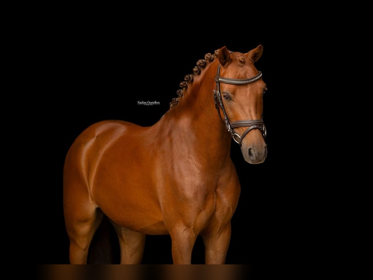 Meer warmbloeden Ruin 8 Jaar 123 cm Vos in Oost West en Middelbeers