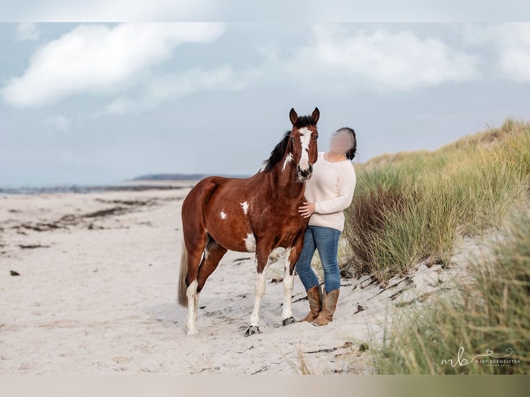 Meer warmbloeden Mix Ruin 8 Jaar 146 cm Gevlekt-paard in Oderberg