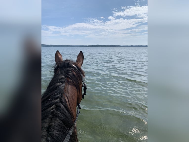 Meer warmbloeden Mix Ruin 8 Jaar 146 cm Gevlekt-paard in Oderberg