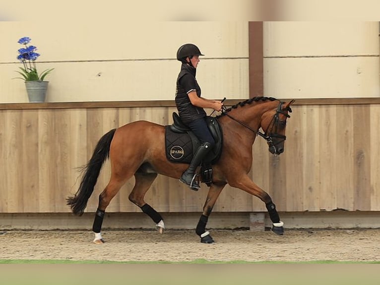 Meer warmbloeden Ruin 8 Jaar 147 cm Bruin in Oost West en Middelbeers