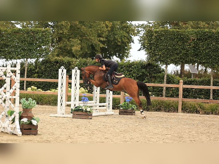 Meer warmbloeden Ruin 8 Jaar 147 cm Bruin in Oost West en Middelbeers