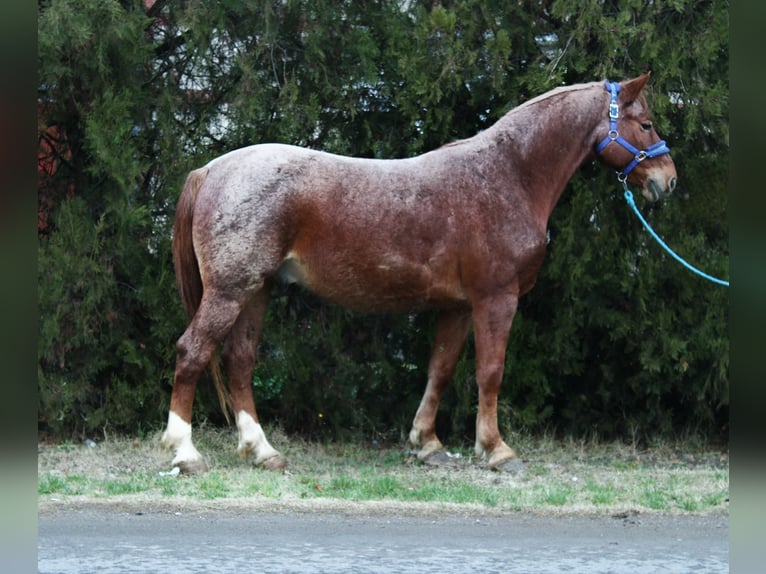 Meer warmbloeden Ruin 8 Jaar 154 cm Roan-Red in B&#xE9;k&#xE9;s