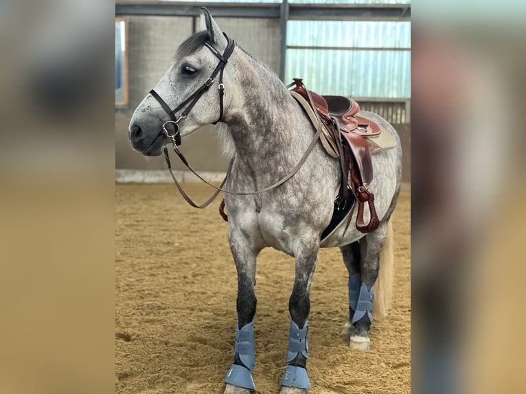 Meer warmbloeden Ruin 8 Jaar 155 cm in Bergheim