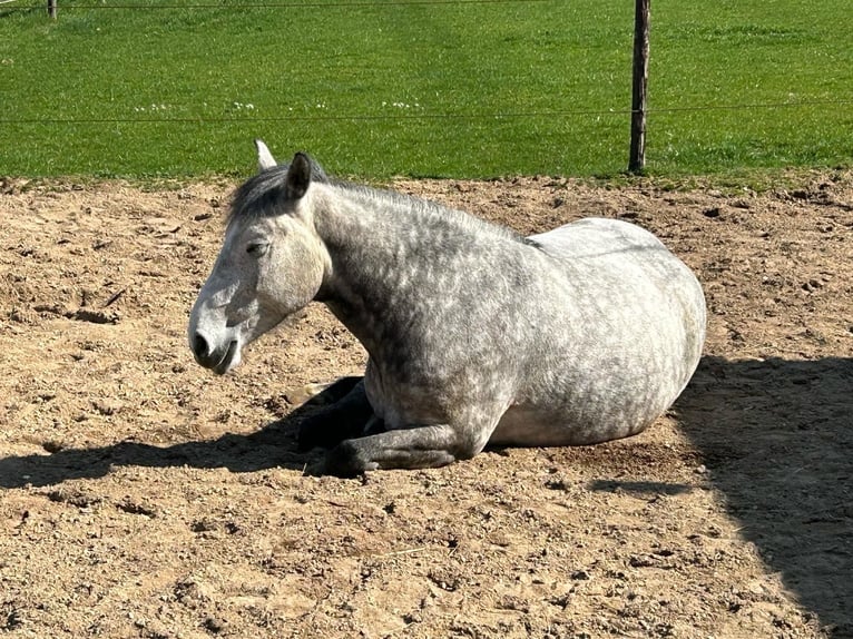 Meer warmbloeden Ruin 8 Jaar 155 cm in Bergheim