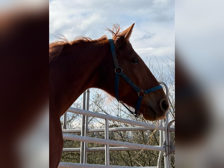 Meer warmbloeden Mix Ruin 8 Jaar 155 cm Vos in Murten