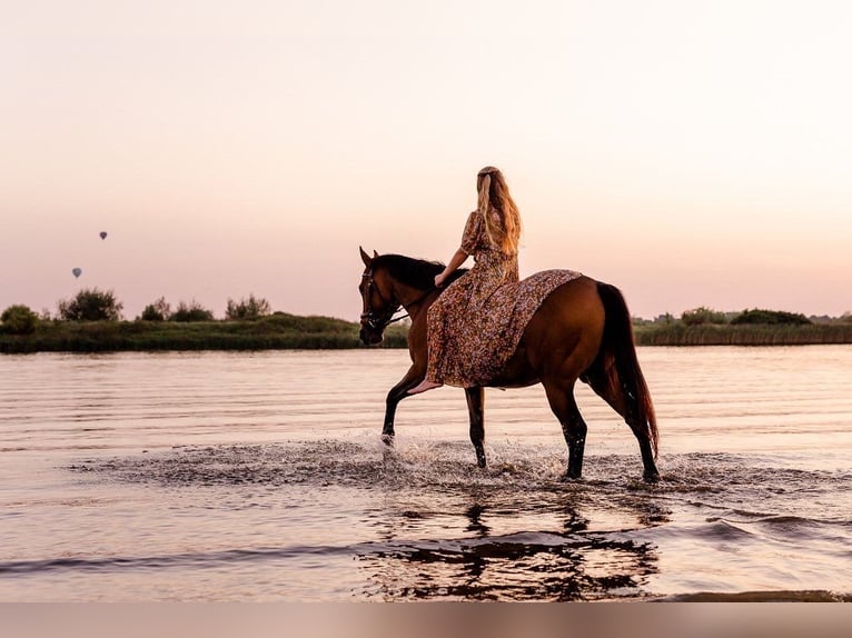 Meer warmbloeden Ruin 8 Jaar 156 cm Bruin in Est