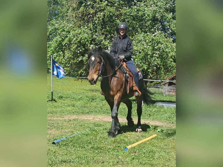 Meer warmbloeden Ruin 8 Jaar 157 cm Bruin in Bayerbach