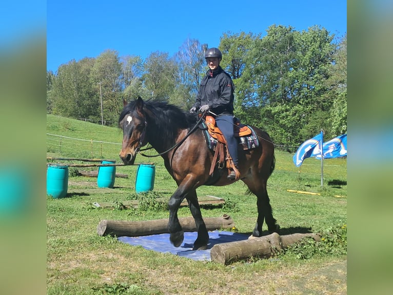 Meer warmbloeden Ruin 8 Jaar 157 cm Bruin in Bayerbach